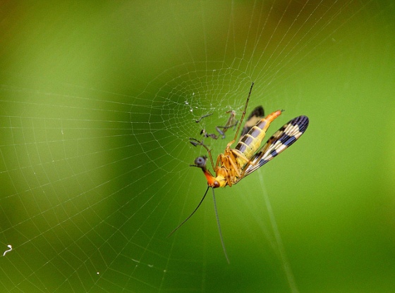 Scorpionfly robbing a spider's web.