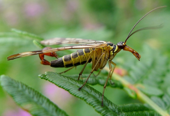 Male scorpionfly.