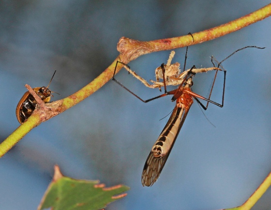 A scorpionfly eating a spider.